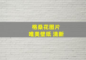 格桑花图片 唯美壁纸 清新